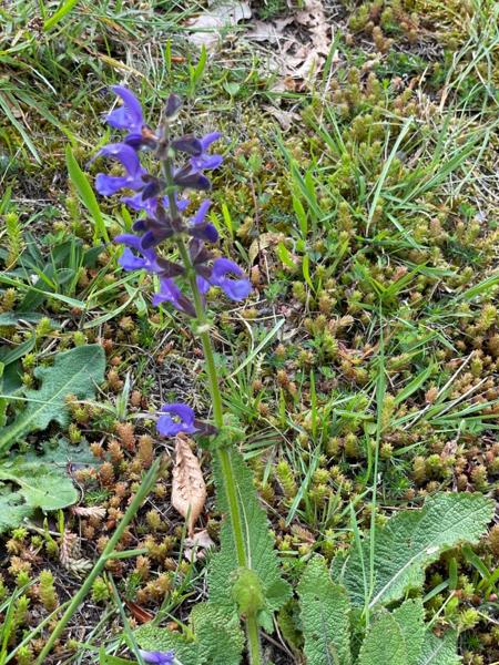 Veldsalie (Salvia pratensis)